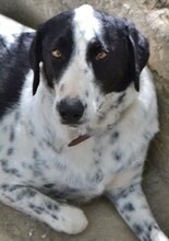 SHON, Hund, Mischlingshund in Griechenland - Bild 26