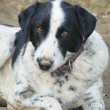 SHON, Hund, Mischlingshund in Griechenland - Bild 3