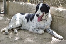 SHON, Hund, Mischlingshund in Griechenland - Bild 7