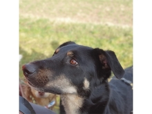 DJANGO, Hund, Mischlingshund in Geiselwind - Bild 11