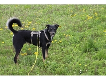 DJANGO, Hund, Mischlingshund in Geiselwind - Bild 15