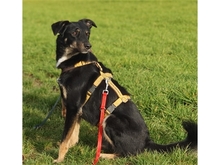 DJANGO, Hund, Mischlingshund in Geiselwind - Bild 18