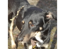 DJANGO, Hund, Mischlingshund in Geiselwind - Bild 19