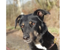 DJANGO, Hund, Mischlingshund in Geiselwind - Bild 2