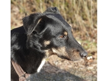 DJANGO, Hund, Mischlingshund in Geiselwind - Bild 20
