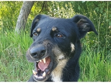 DJANGO, Hund, Mischlingshund in Geiselwind - Bild 4