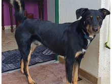 DJANGO, Hund, Mischlingshund in Geiselwind - Bild 5