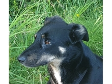 DJANGO, Hund, Mischlingshund in Geiselwind - Bild 8