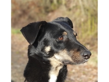 DJANGO, Hund, Mischlingshund in Geiselwind - Bild 9