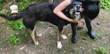 BOBCHO, Hund, Mischlingshund in Bulgarien - Bild 1