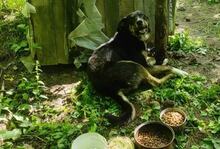 BOBCHO, Hund, Mischlingshund in Bulgarien - Bild 2