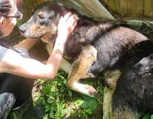 BOBCHO, Hund, Mischlingshund in Bulgarien - Bild 3