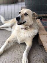 ROZA, Hund, Mischlingshund in Bulgarien - Bild 1