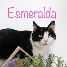 ESMERALDA, Katze, Hauskatze in Rumänien - Bild 3