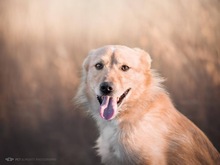 MAX, Hund, Mischlingshund in Kroatien - Bild 1