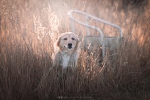 MAX, Hund, Mischlingshund in Kroatien - Bild 3