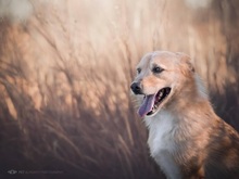 MAX, Hund, Mischlingshund in Kroatien - Bild 4