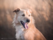 MAX, Hund, Mischlingshund in Kroatien - Bild 5