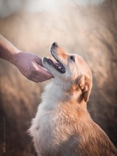 MAX, Hund, Mischlingshund in Kroatien - Bild 6
