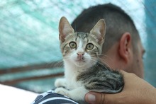 LILLI, Katze, Europäisch Kurzhaar in Rumänien - Bild 1
