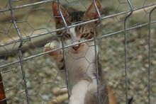 LILLI, Katze, Europäisch Kurzhaar in Rumänien - Bild 2