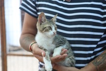 LILLI, Katze, Europäisch Kurzhaar in Rumänien - Bild 3