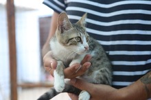 LILLI, Katze, Europäisch Kurzhaar in Rumänien - Bild 5