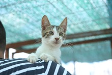 ZORO, Katze, Europäisch Kurzhaar in Rumänien - Bild 2