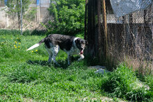 MEL, Hund, Mischlingshund in Bulgarien - Bild 2