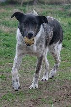 MEL, Hund, Mischlingshund in Bulgarien - Bild 3