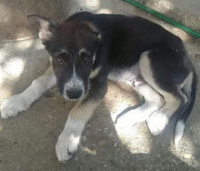 MEL, Hund, Mischlingshund in Bulgarien - Bild 5