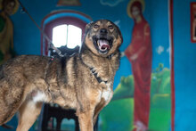 RUEN, Hund, Mischlingshund in Bulgarien - Bild 1