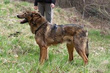RUEN, Hund, Mischlingshund in Bulgarien - Bild 2
