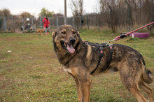RUEN, Hund, Mischlingshund in Bulgarien - Bild 5