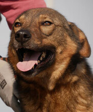 RUEN, Hund, Mischlingshund in Bulgarien - Bild 6