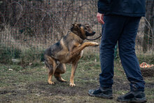 RUEN, Hund, Mischlingshund in Bulgarien - Bild 7
