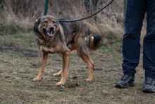 RUEN, Hund, Mischlingshund in Bulgarien - Bild 8