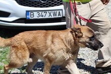 ROBI, Hund, Deutscher Schäferhund-Mix in Rumänien - Bild 2