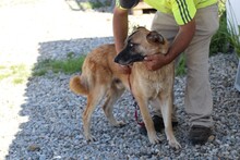 ROBI, Hund, Deutscher Schäferhund-Mix in Rumänien - Bild 4