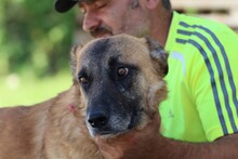 ROBI, Hund, Deutscher Schäferhund-Mix in Rumänien - Bild 5