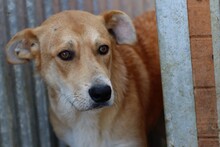 YAM, Hund, Labrador-Golden Retriever-Mix in Rumänien - Bild 1