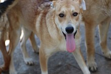 YAM, Hund, Labrador-Golden Retriever-Mix in Rumänien - Bild 2