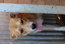 YAM, Hund, Labrador-Golden Retriever-Mix in Rumänien - Bild 4