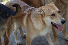 YAM, Hund, Labrador-Golden Retriever-Mix in Rumänien - Bild 5