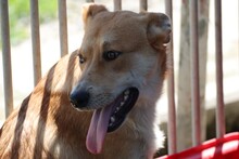 YAM, Hund, Labrador-Golden Retriever-Mix in Rumänien - Bild 6