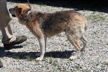 RABAN, Hund, Mischlingshund in Rumänien - Bild 2