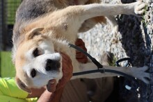RABAN, Hund, Mischlingshund in Rumänien - Bild 4