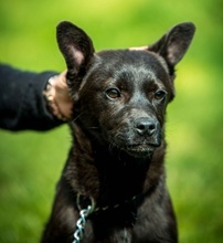 CYRO, Hund, Mischlingshund in Bad Wünnenberg - Bild 1