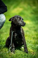 CYRO, Hund, Mischlingshund in Bad Wünnenberg - Bild 2
