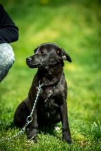 CYRO, Hund, Mischlingshund in Bad Wünnenberg - Bild 3